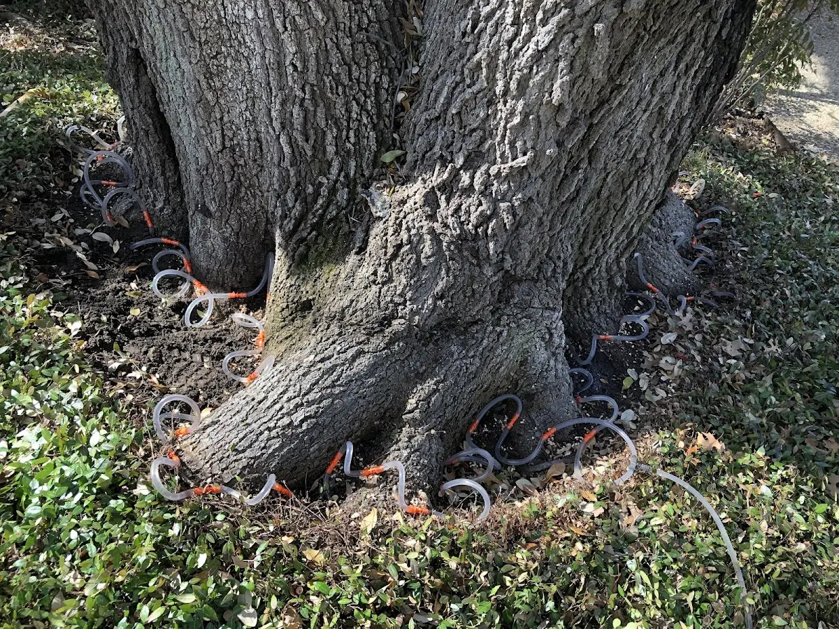 Detailed Tree Cabling and Bracing job site in Nahant