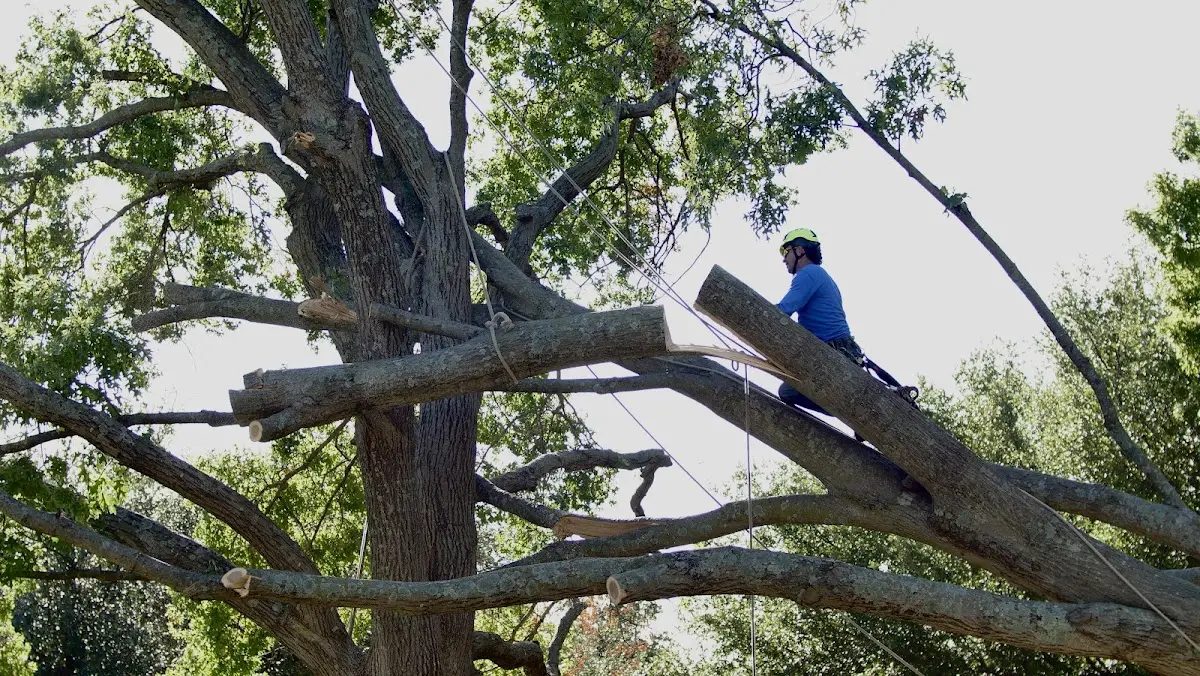 Professional Hazardous Tree Removal performed by certified arborists in Nahant