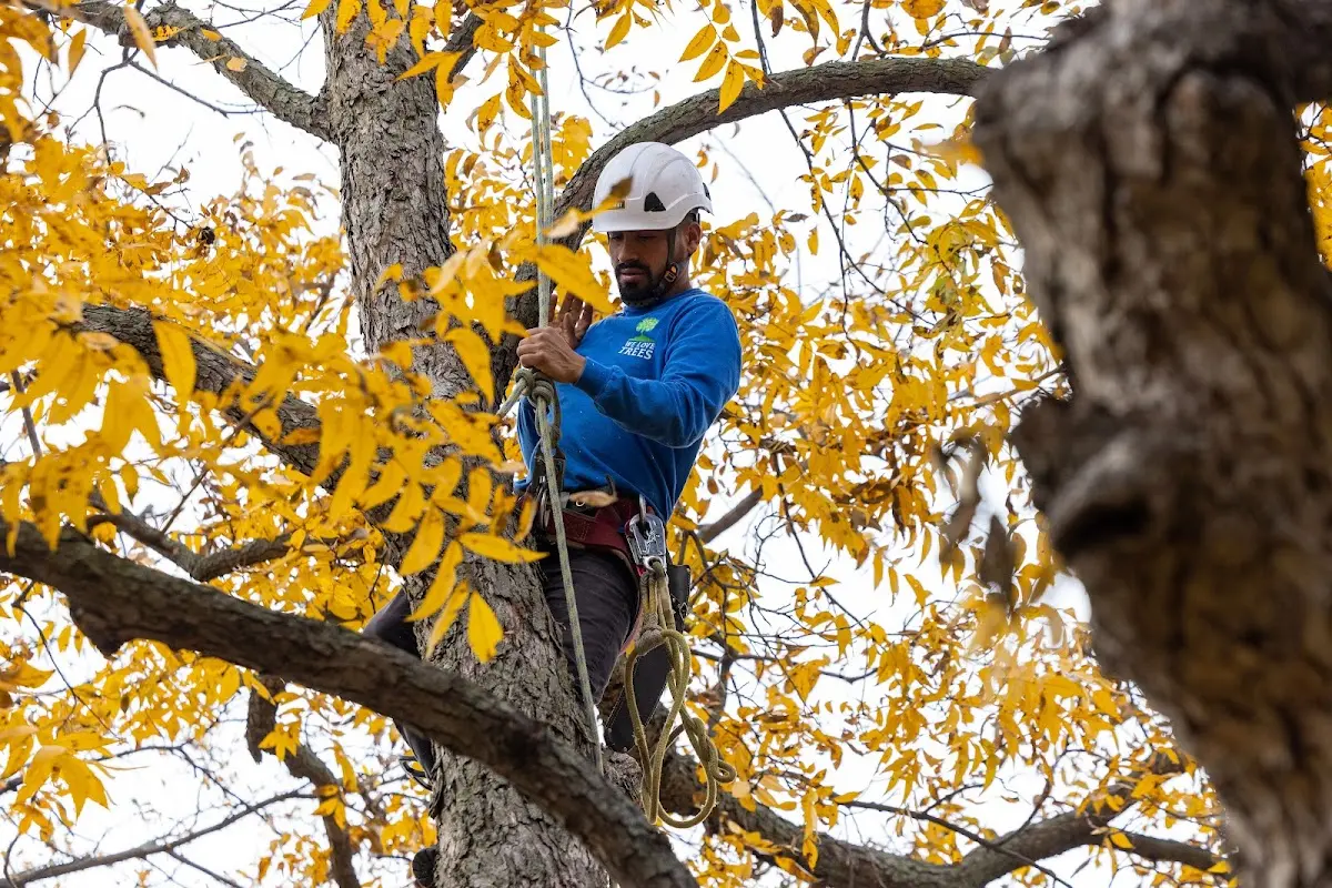 Skilled Tree Planting crew working in Nahant