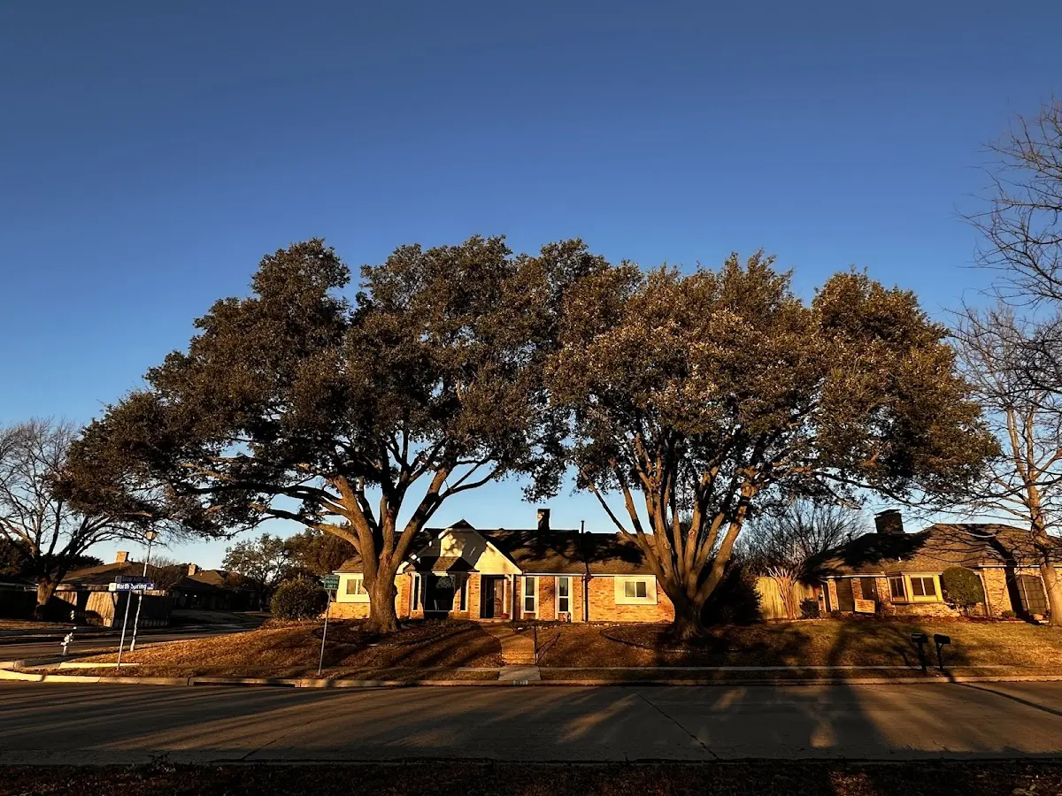 Established residential canopy tree shading a home in Nahant